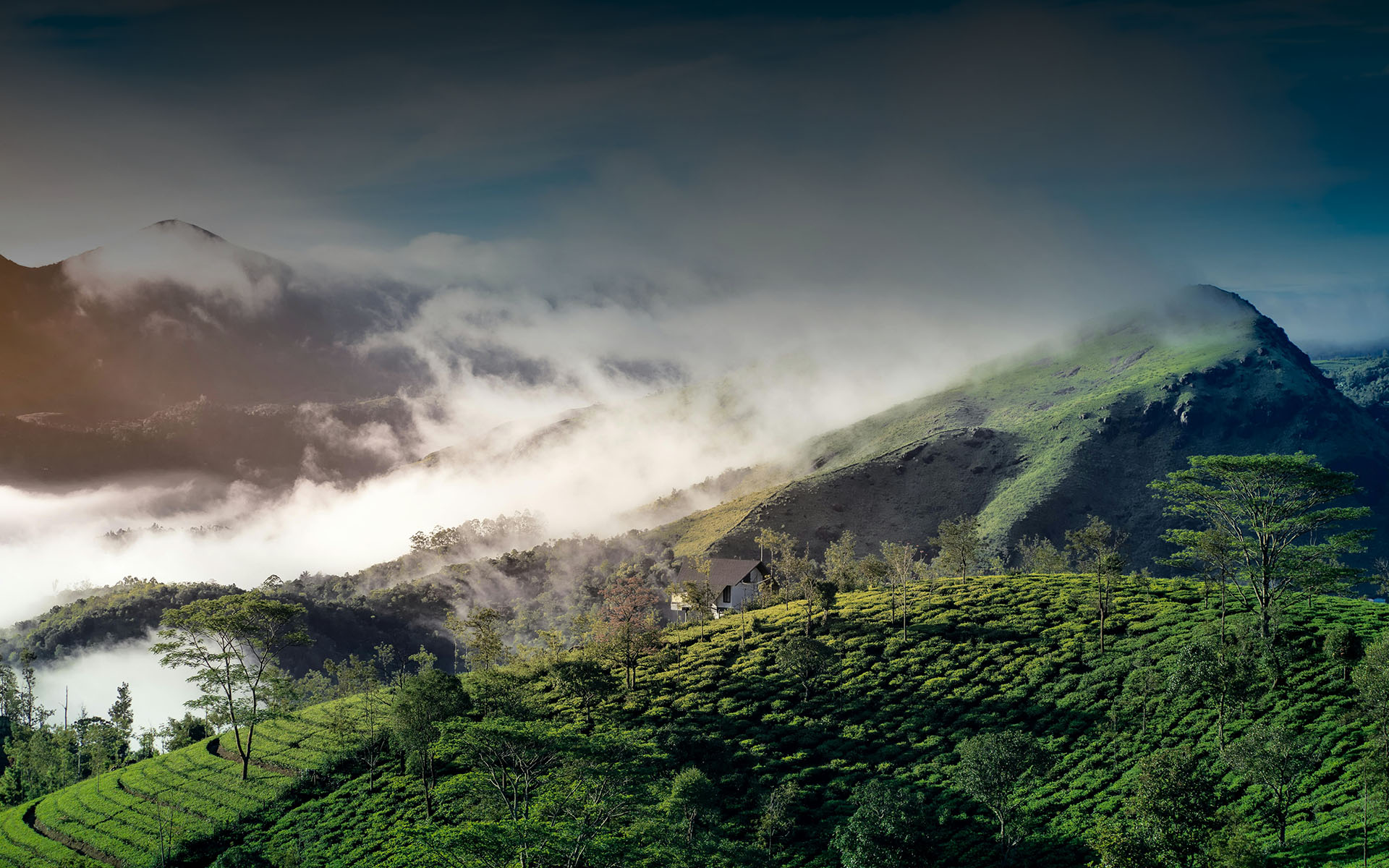 Gallery - Estate Residency Munnar